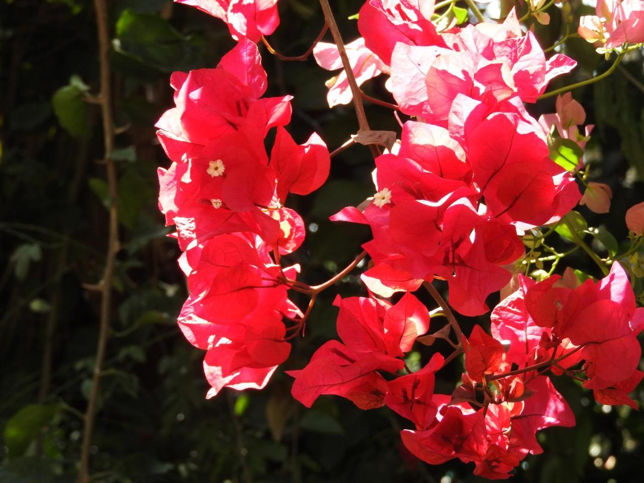 Magnolia Pine Bed & Breakfast Ναϊρόμπι Εξωτερικό φωτογραφία